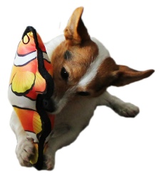 Petlou Tropical Fish Dog Toys - Anemone