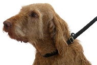 Dogs & Co Figure of 8 Dog Lead - Fixed