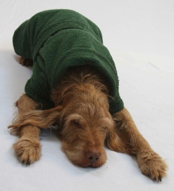 Dogs & Co Green Towelling Dog Coat