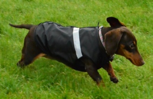 Dogs & Co Waterproof Dachshund Dog Coat