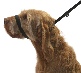 Figure of 8 Dog Lead